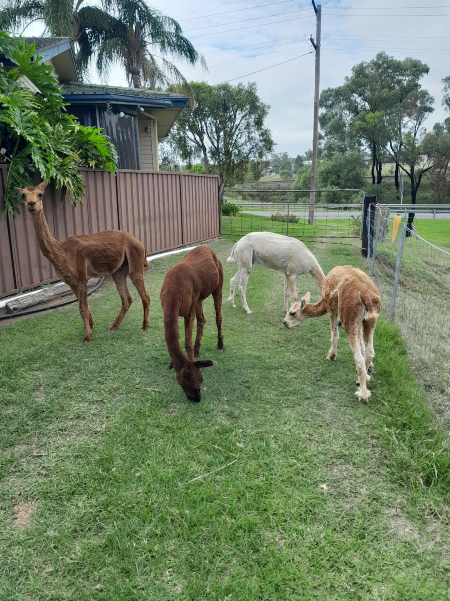 Muswellbrook Northside Bed & Breakfast Kültér fotó